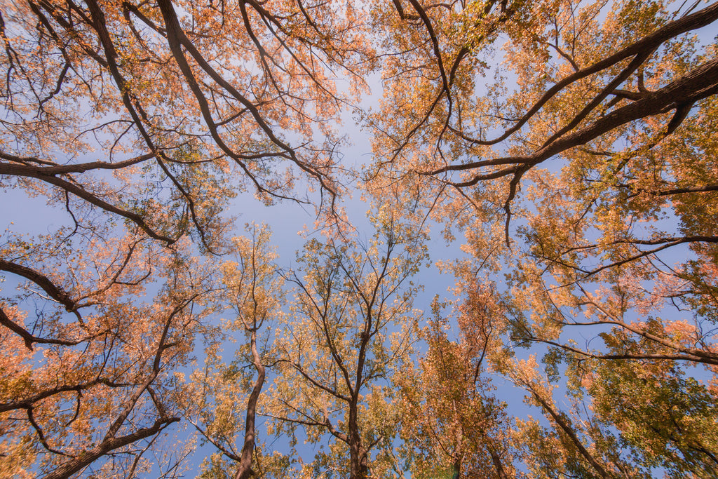 What if healing didn’t have to be explained, but simply expressed?